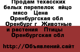 Продам техасских белых перепелок, яйцо, мясо › Цена ­ 300 - Оренбургская обл., Оренбург г. Животные и растения » Птицы   . Оренбургская обл.